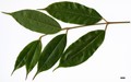 SpeciesSub: var. salweenense